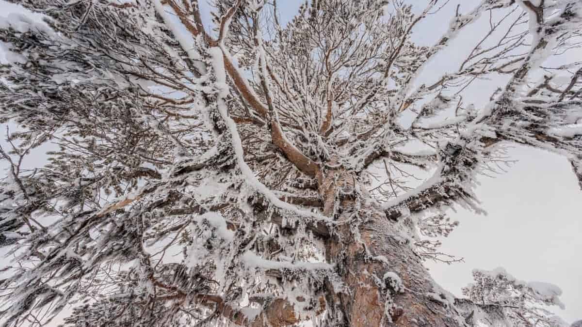 Kiruna 2019 02 SG 132 GRAND SLAM WITH HUSKIES