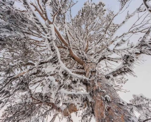 Kiruna 2019 02 SG 132 GRAND SLAM WITH HUSKIES