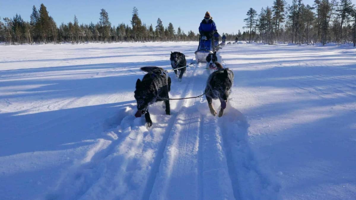 P1170362 GRAND SLAM WITH HUSKIES