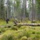 Hiking trekking in forests in Southern Sweden