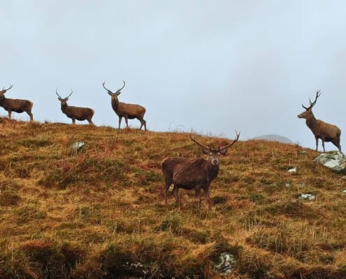 Zwarteometric La-iking 50 nakijke erz populate AKUD NAL RIVER ScBRO"},{"S}-"}, {'name': '61f0aedf4fdecf0011d9fde6', 'source': 'https://arcticadventure.nl/wp-content/uploads/2023/09/De-Herder-e1693481815913.jpg', 'rolle': 'titel'}, 'title': 'De herder op de berg met rendieren', 'alt': 'Rendieren op de berg met een herder in de achtergrond', 'caption': 'Schotse hooglander rendieren op een berg, landschappelijke sfeer met een herder in de achtergrond', 'description': 'Deze afbeelding toont een groep rendieren op een bergachtig landschap, met een herder die de dieren begeleidt, in een landelijke setting.'}.